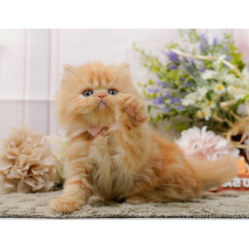 販売中の神奈川県のラガマフィン-136303の5枚目