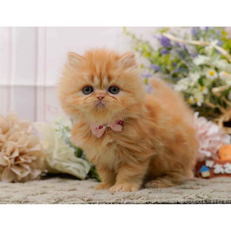 販売中の神奈川県のラガマフィン-136303の4枚目