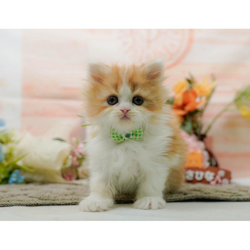 販売中の神奈川県のラガマフィン-136301の11枚目