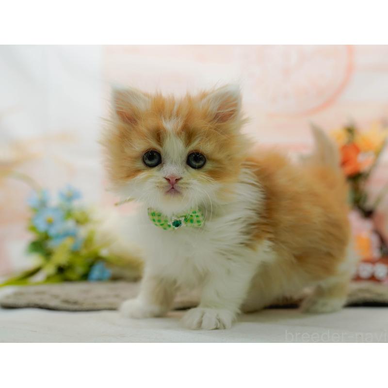 販売中の神奈川県のラガマフィン-136301の10枚目