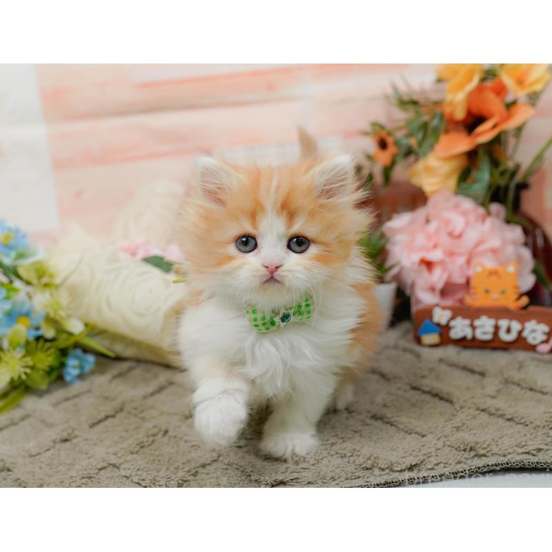 販売中の神奈川県のラガマフィン-136301の8枚目