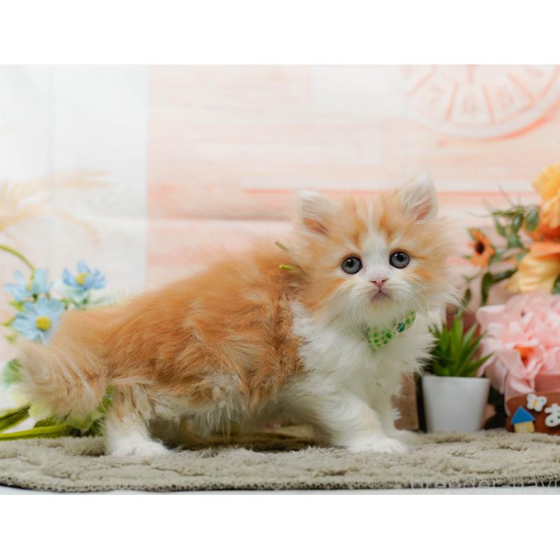 販売中の神奈川県のラガマフィン-136301の7枚目