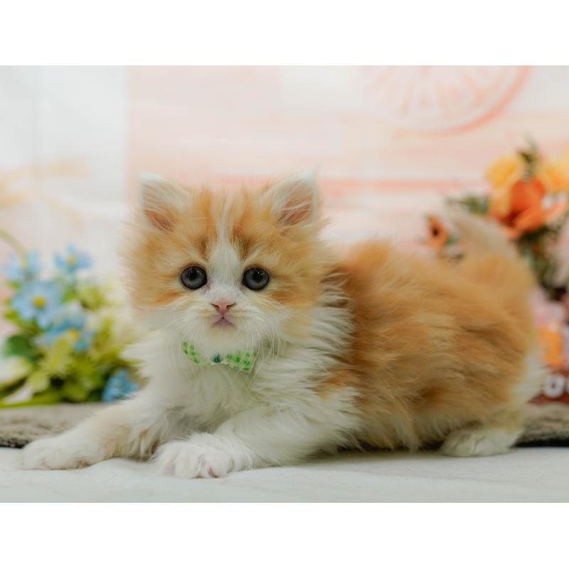 販売中の神奈川県のラガマフィン-136301の6枚目