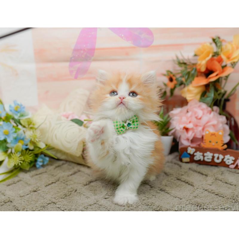 販売中の神奈川県のラガマフィン-136301の5枚目