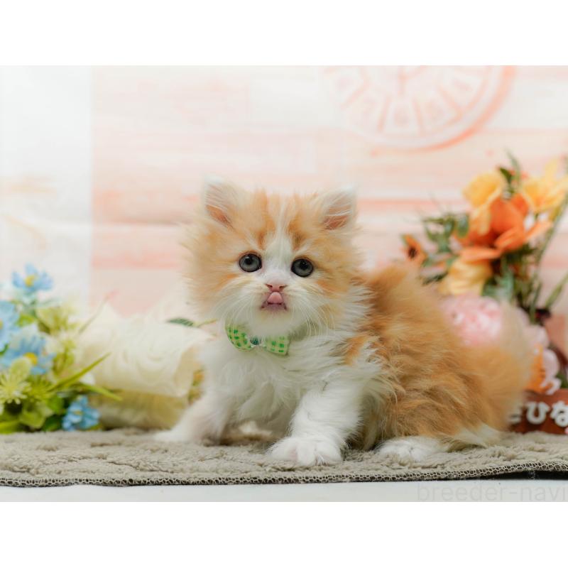 販売中の神奈川県のラガマフィン-136301の4枚目