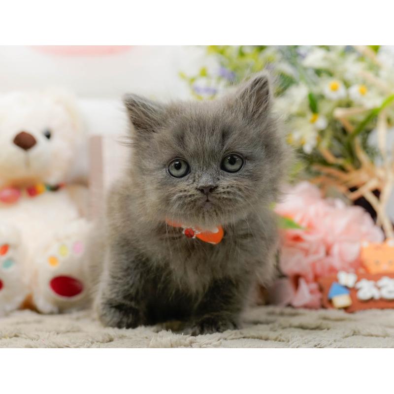 販売中の神奈川県のラガマフィン-136299の11枚目