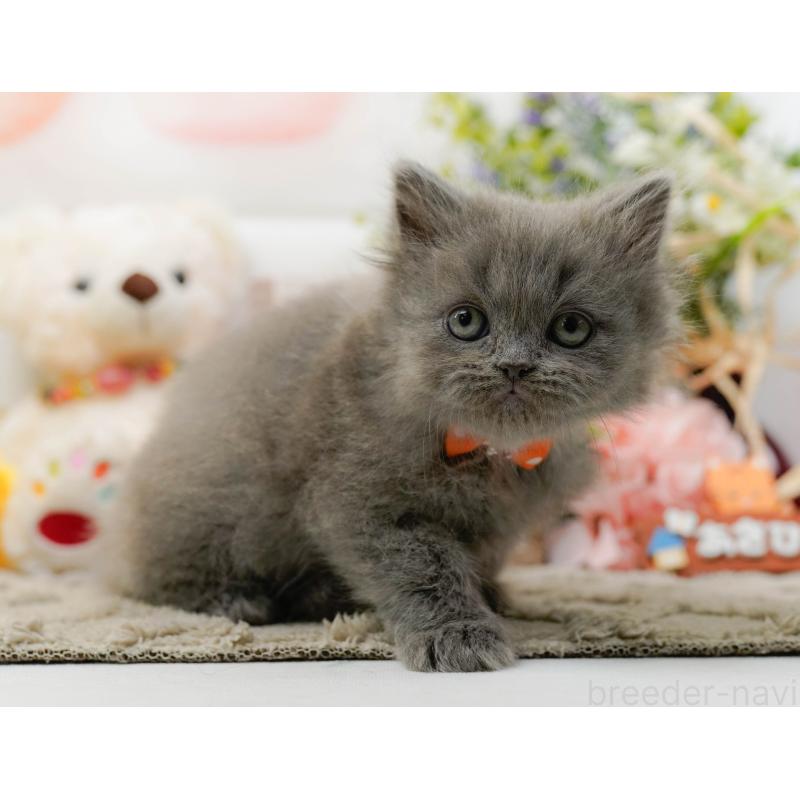 販売中の神奈川県のラガマフィン-136299の10枚目