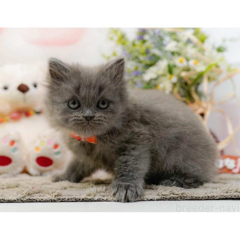 販売中の神奈川県のラガマフィン-136299の9枚目