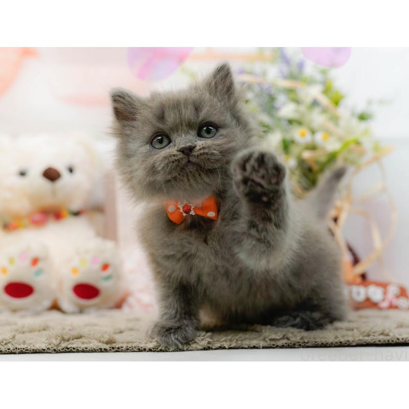 販売中の神奈川県のラガマフィン-136299の8枚目