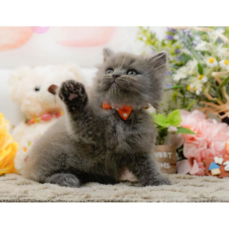 販売中の神奈川県のラガマフィン-136299の7枚目