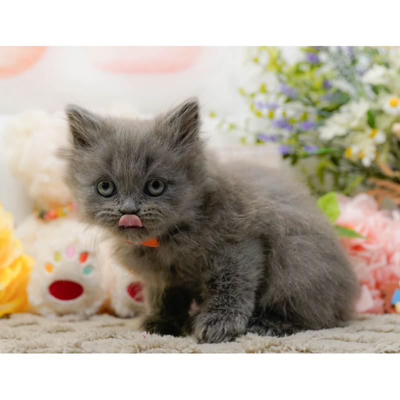 販売中の神奈川県のラガマフィン-136299の6枚目