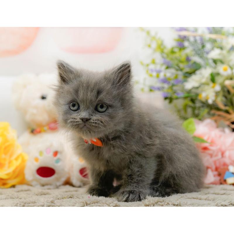 販売中の神奈川県のラガマフィン-136299の5枚目