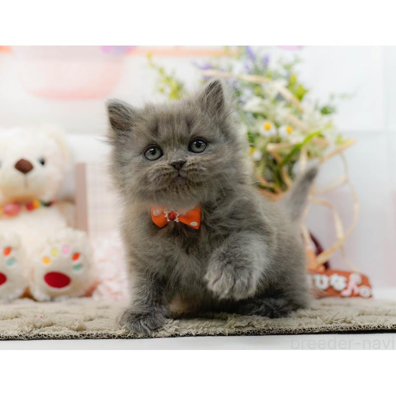 販売中の神奈川県のラガマフィン-136299の4枚目