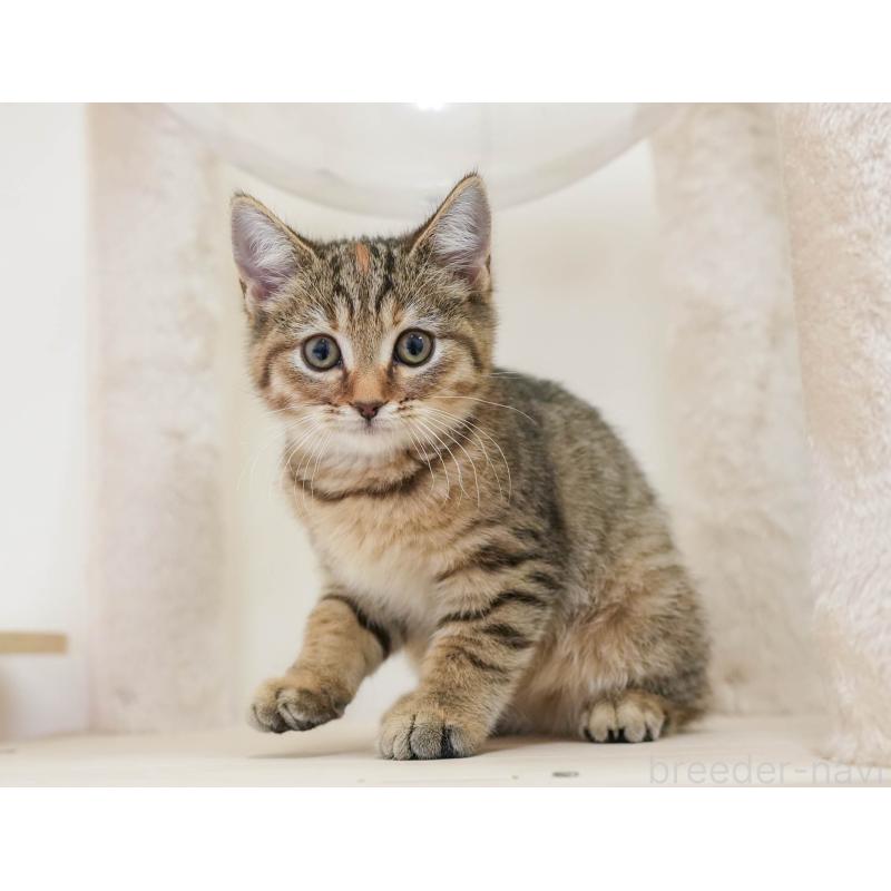 販売中の埼玉県のマンチカン-136350の11枚目