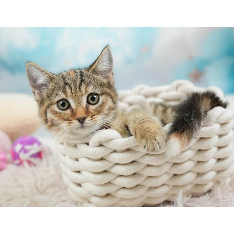 販売中の埼玉県のマンチカン-136350の10枚目