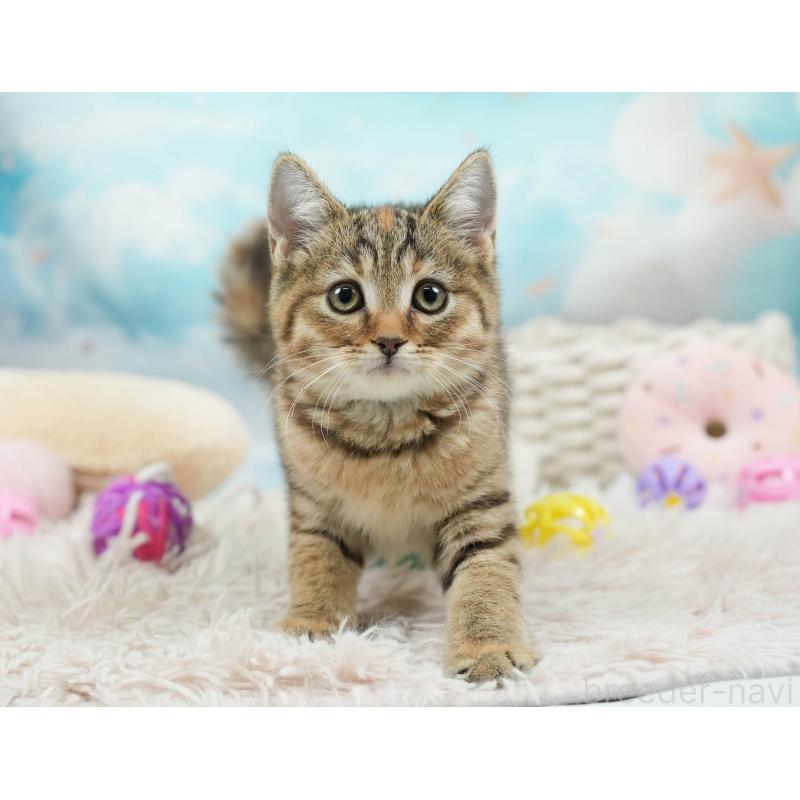 販売中の埼玉県のマンチカン-136350の9枚目