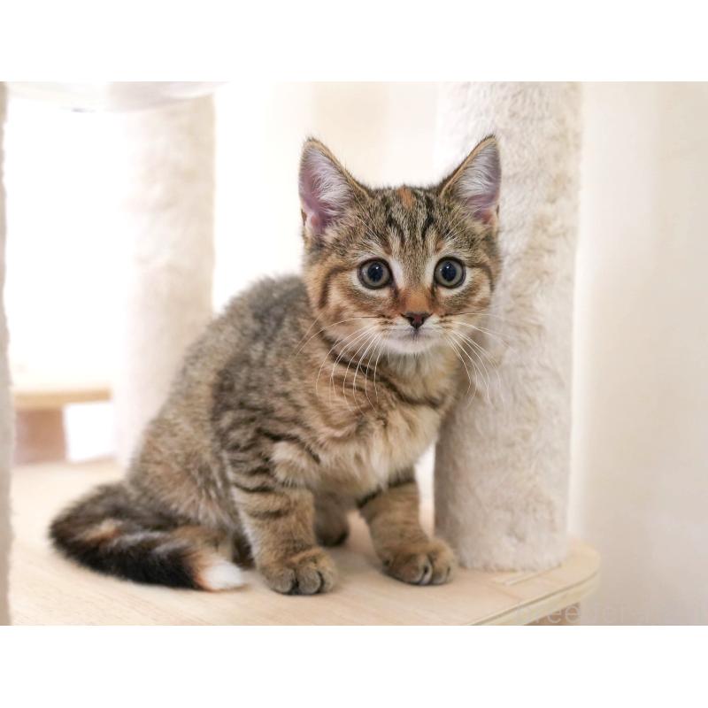 販売中の埼玉県のマンチカン-136350の8枚目