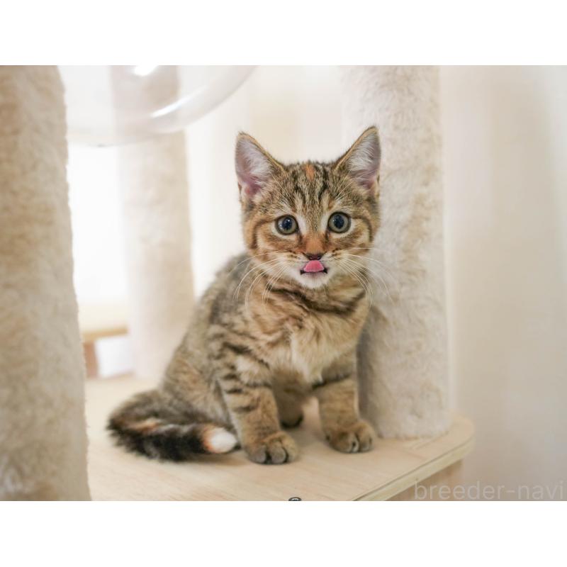 販売中の埼玉県のマンチカン-136350の6枚目