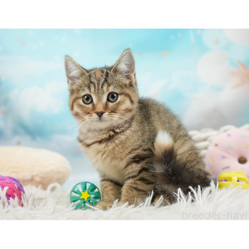 販売中の埼玉県のマンチカン-136350の5枚目