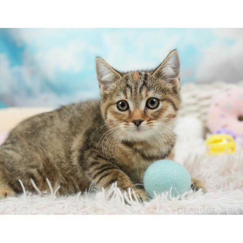 販売中の埼玉県のマンチカン-136350の4枚目