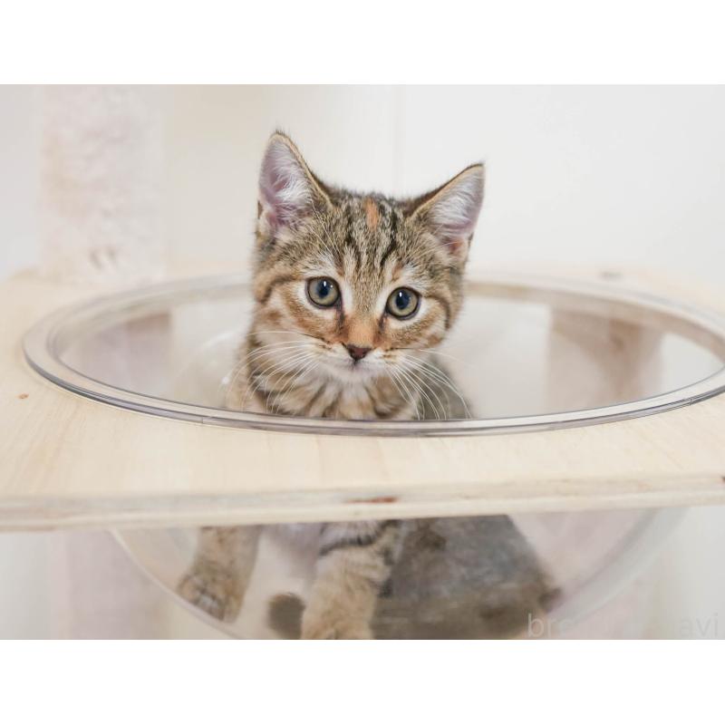 販売中の埼玉県のマンチカン-136350の3枚目