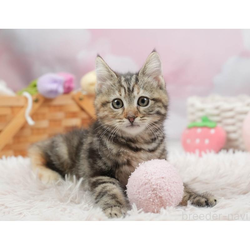 販売中の埼玉県のマンチカン-136349の11枚目