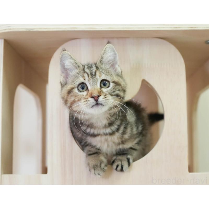 販売中の埼玉県のマンチカン-136349の10枚目