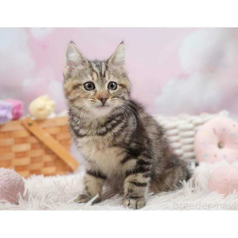 販売中の埼玉県のマンチカン-136349の9枚目