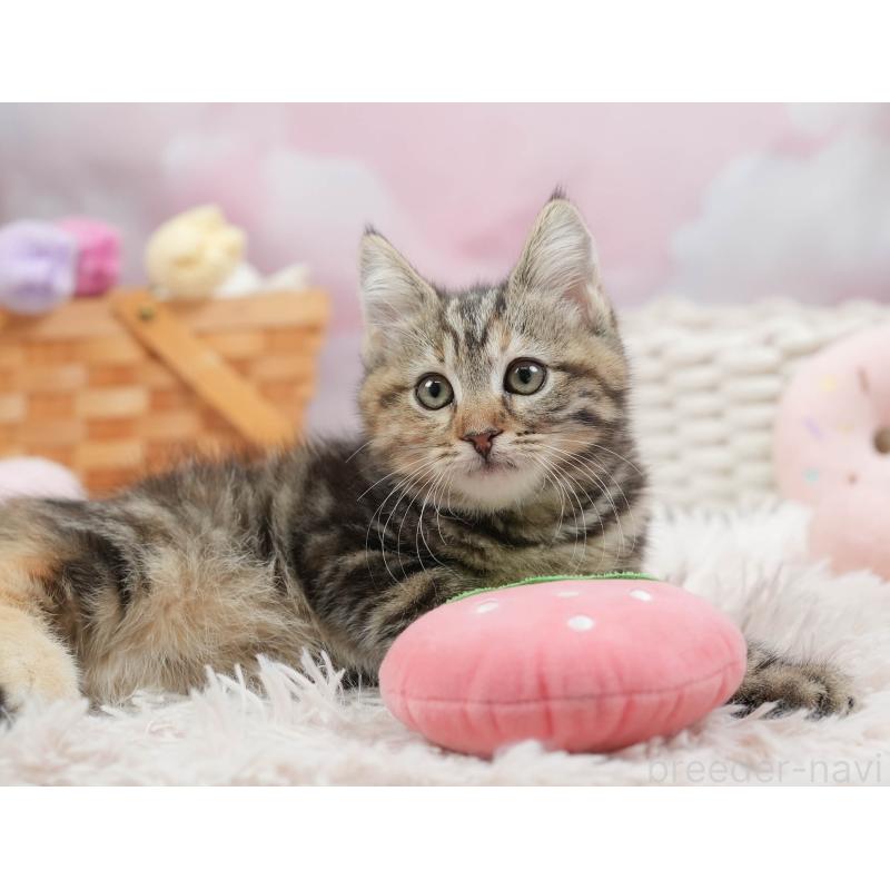 販売中の埼玉県のマンチカン-136349の8枚目