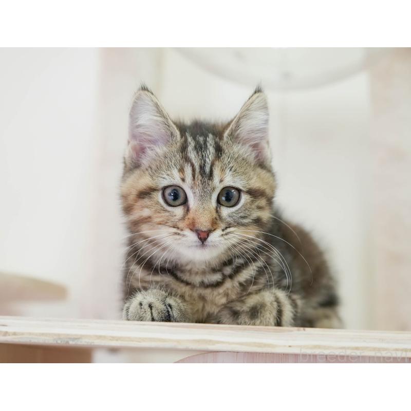 販売中の埼玉県のマンチカン-136349の5枚目