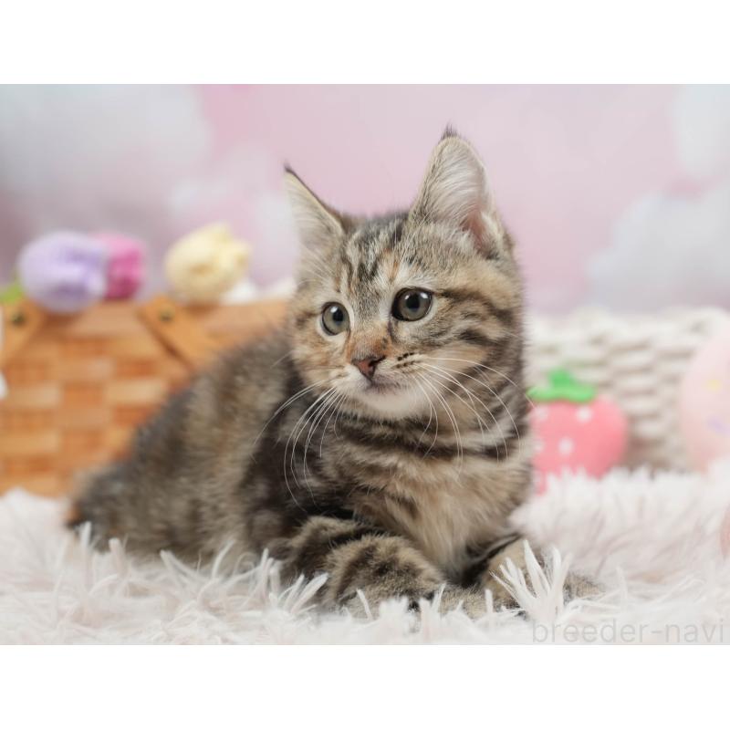 販売中の埼玉県のマンチカン-136349の4枚目