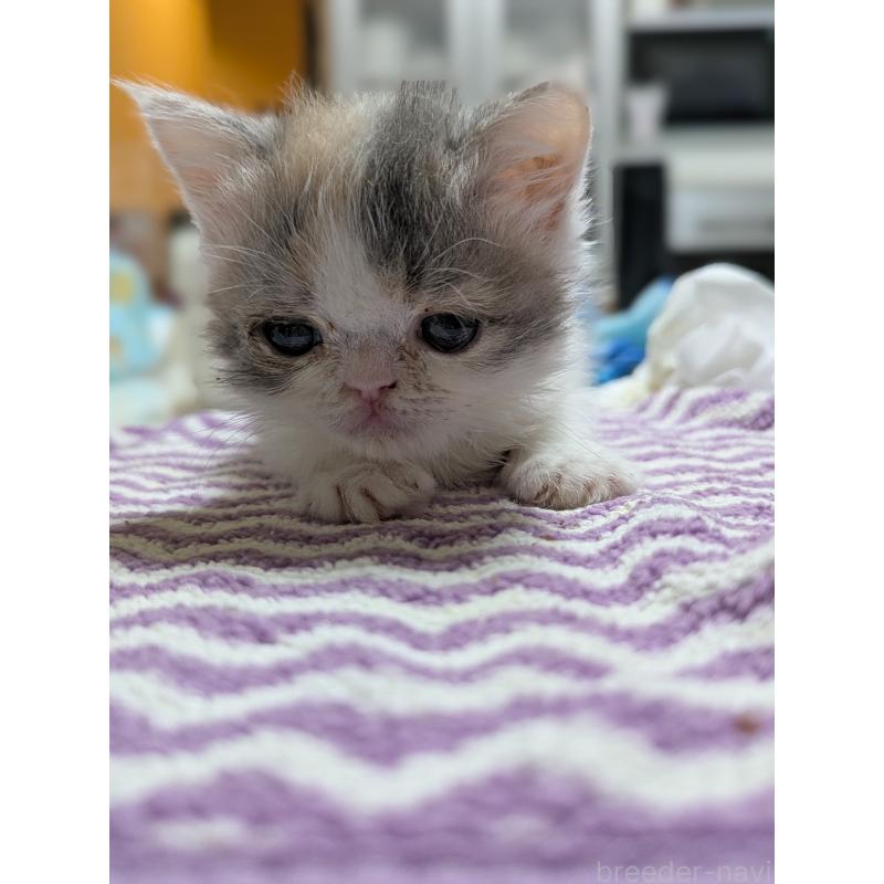 販売中の愛知県のエキゾチックショートヘア-134998の8枚目