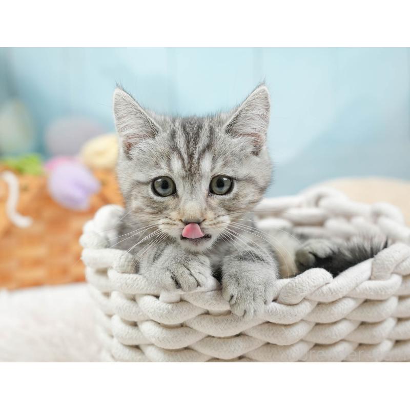 販売中の埼玉県のマンチカン-136348の10枚目