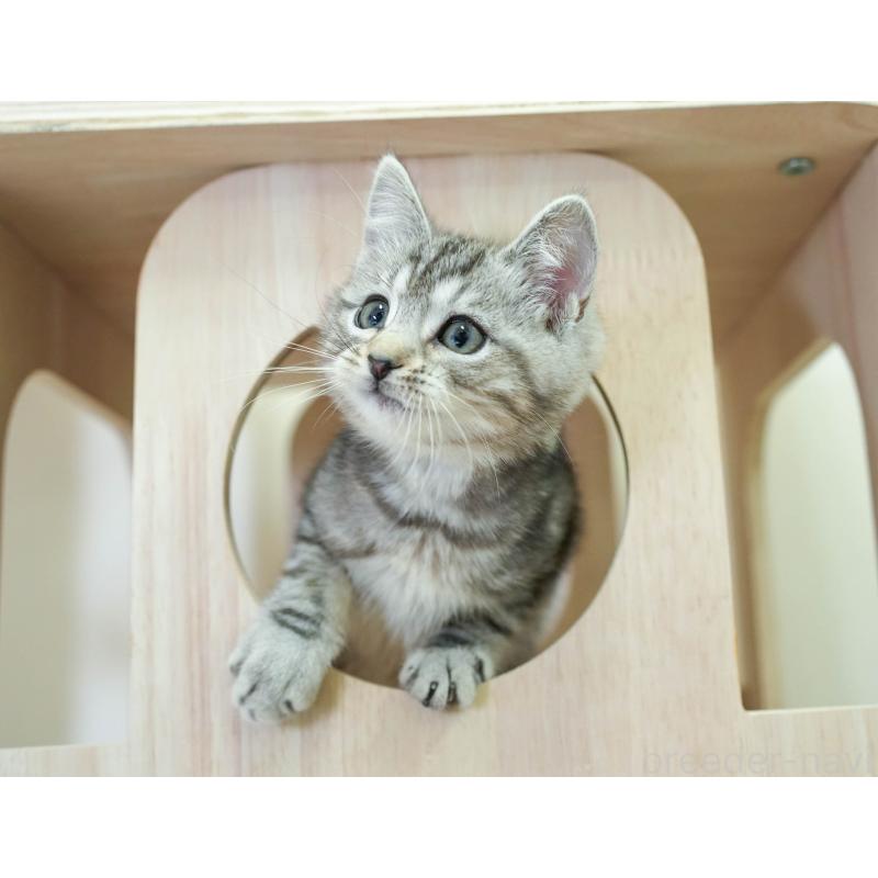 販売中の埼玉県のマンチカン-136348の9枚目