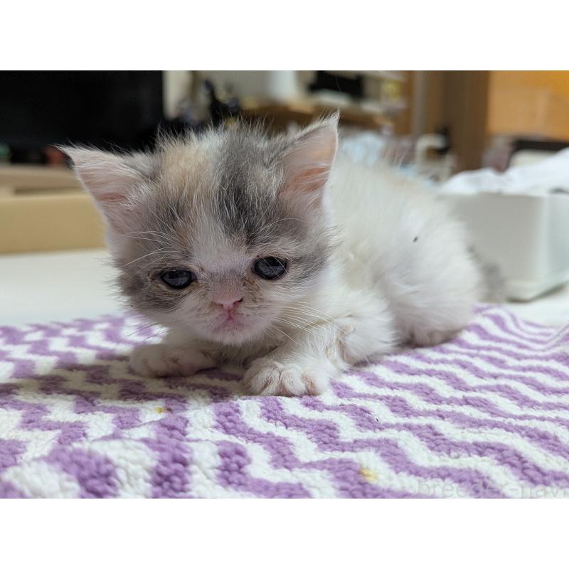 販売中の愛知県のエキゾチックショートヘア-134998の6枚目