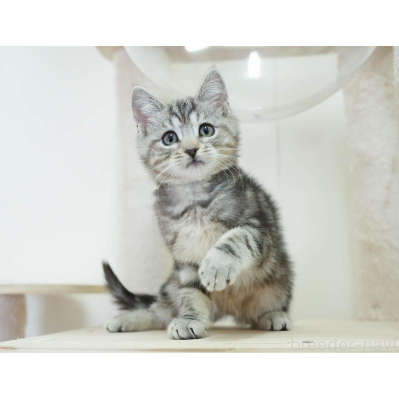 販売中の埼玉県のマンチカン-136348の8枚目