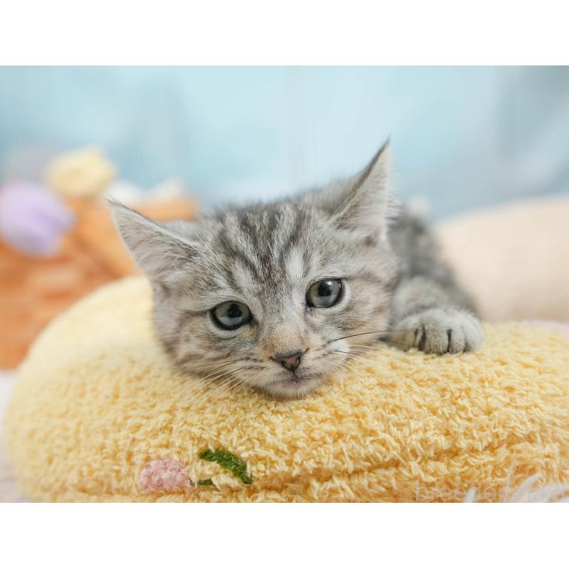 販売中の埼玉県のマンチカン-136348の7枚目