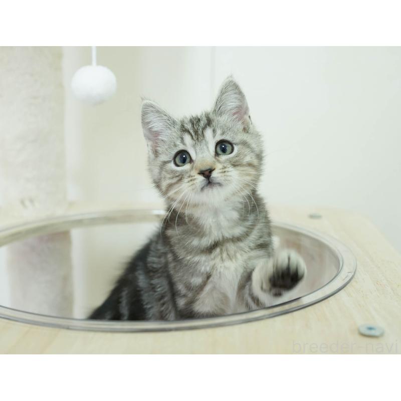 販売中の埼玉県のマンチカン-136348の6枚目