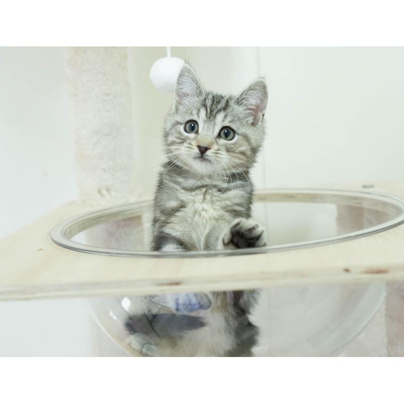 販売中の埼玉県のマンチカン-136348の4枚目