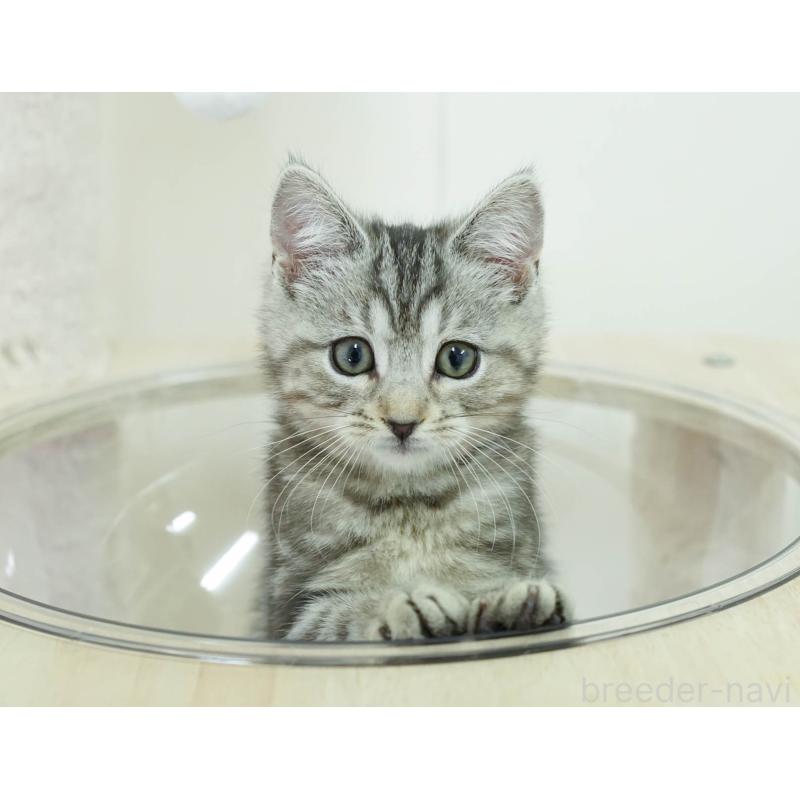 販売中の埼玉県のマンチカン-136348の3枚目