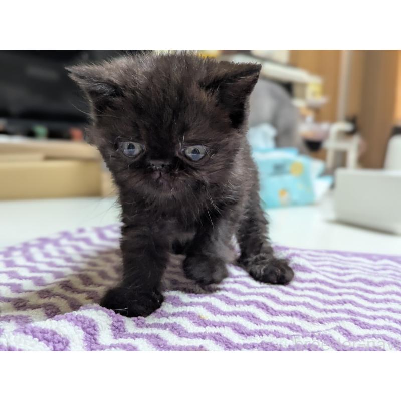 販売中の愛知県のエキゾチックショートヘア-135000の8枚目