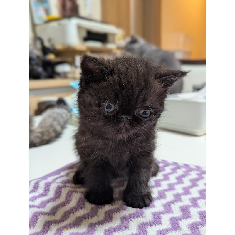 販売中の愛知県のエキゾチックショートヘア-135000の7枚目