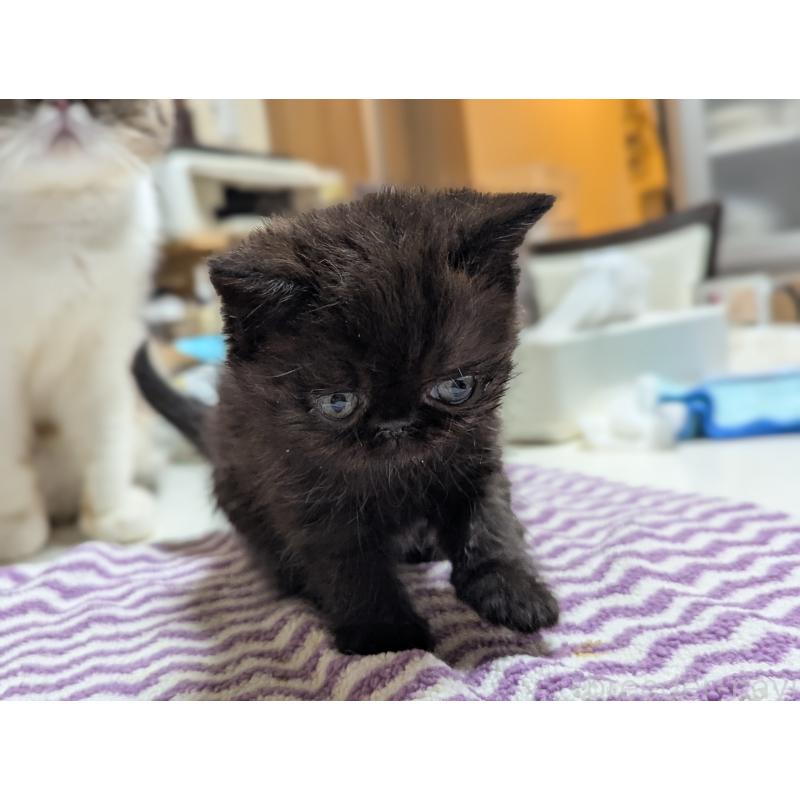 販売中の愛知県のエキゾチックショートヘア-135000の6枚目