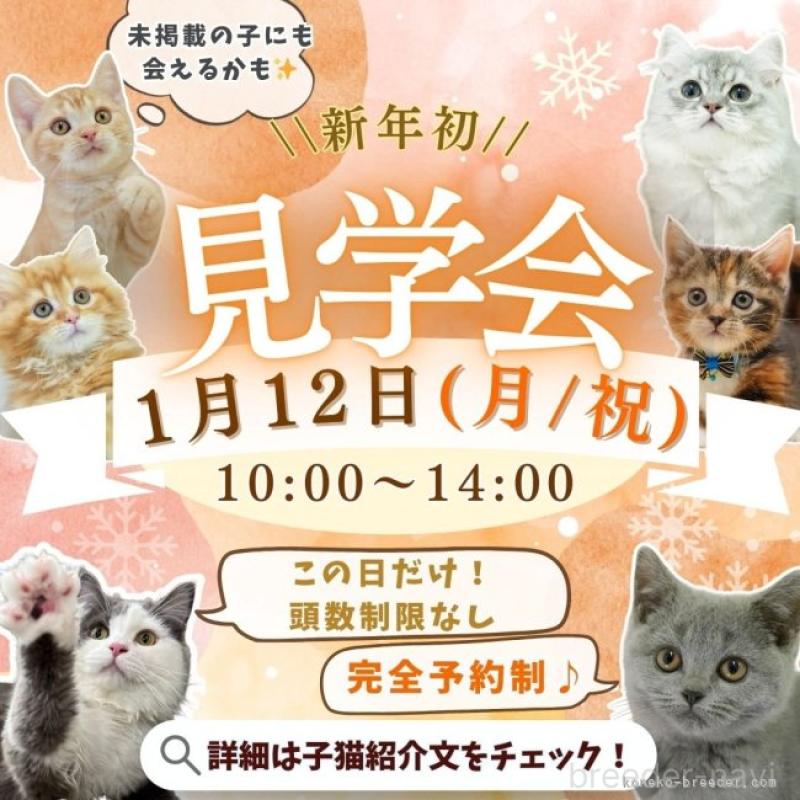 販売中の埼玉県のマンチカン-136343の12枚目