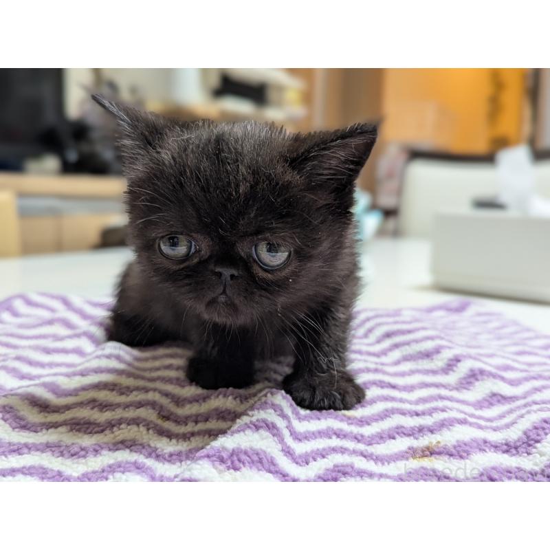 販売中の愛知県のエキゾチックショートヘア-135253の9枚目