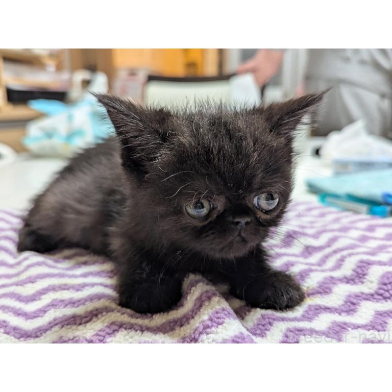 販売中の愛知県のエキゾチックショートヘア-135253の8枚目