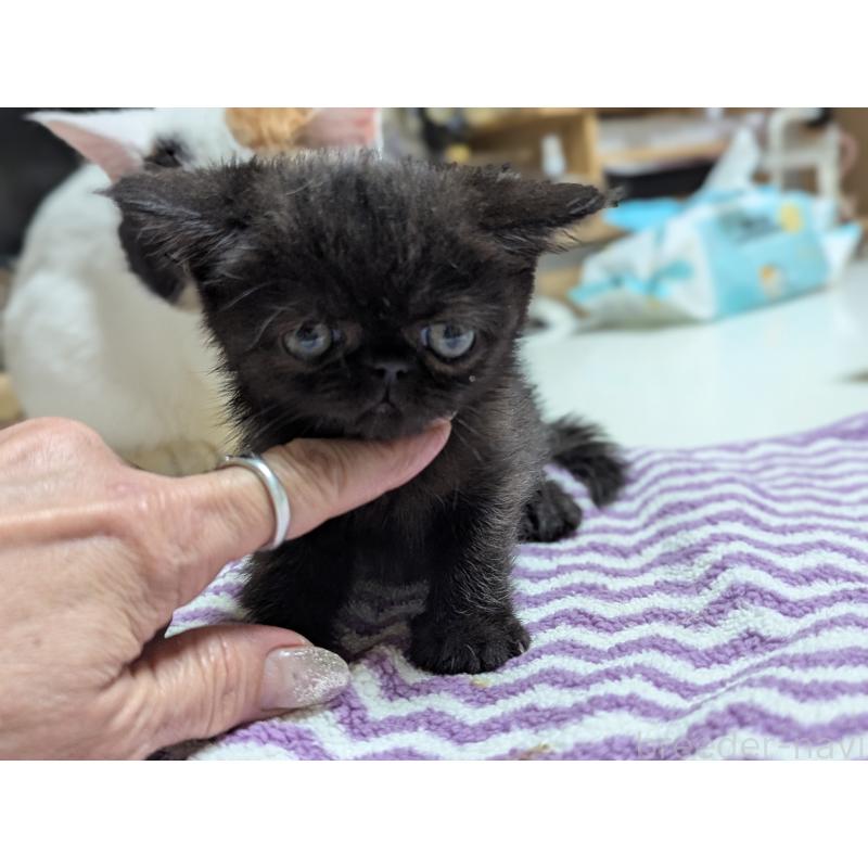 販売中の愛知県のエキゾチックショートヘア-135253の7枚目