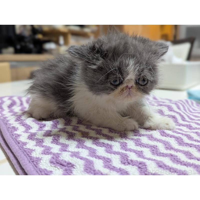 販売中の愛知県のエキゾチックロングヘア-135252の9枚目