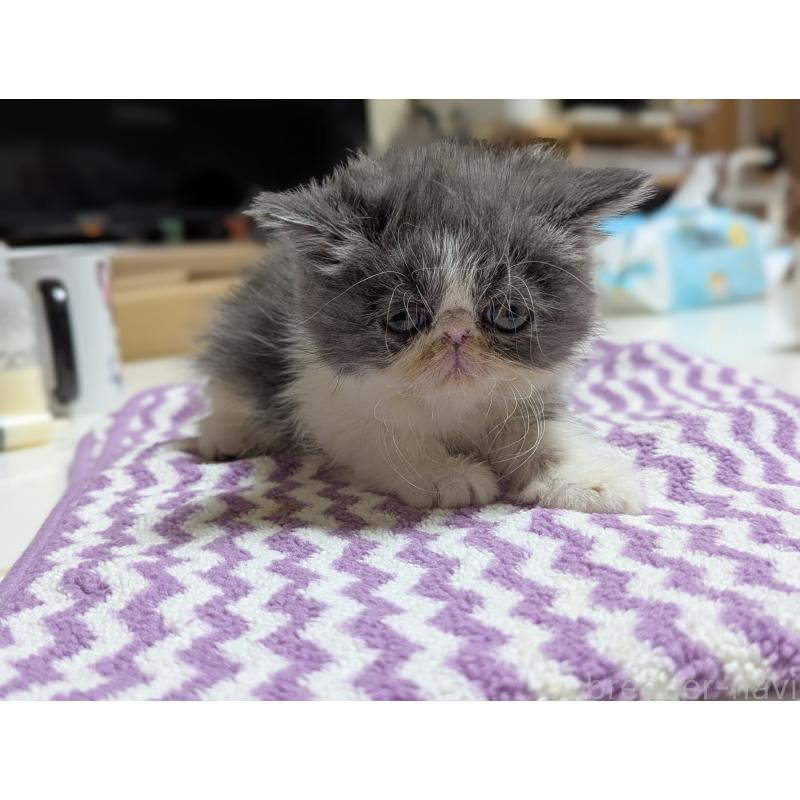 販売中の愛知県のエキゾチックロングヘア-135252の8枚目