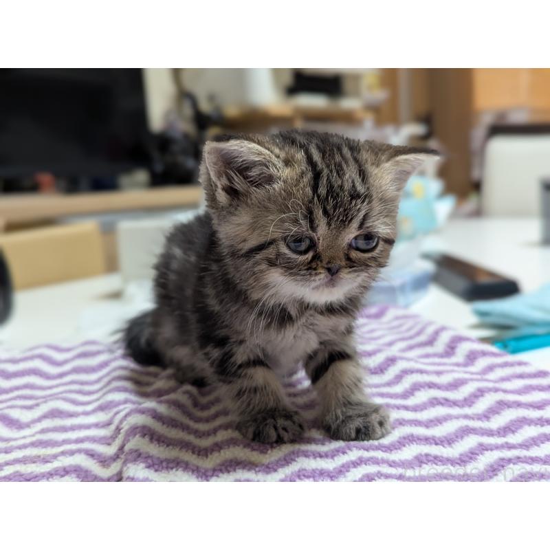 販売中の愛知県のエキゾチックショートヘア-135254の9枚目